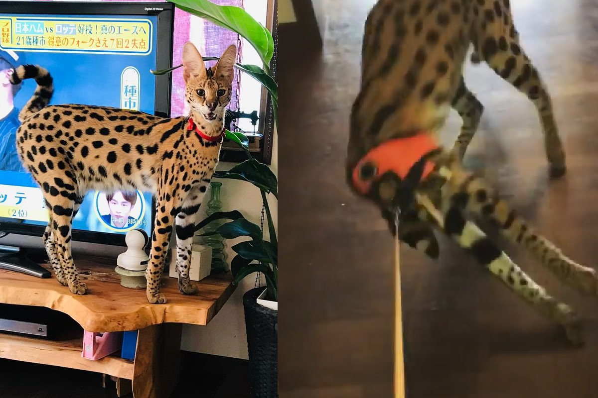 藪貓長腳一伸「溜出牽繩」，隨即優雅離開。（圖／Instagram＠gleeeenblack）