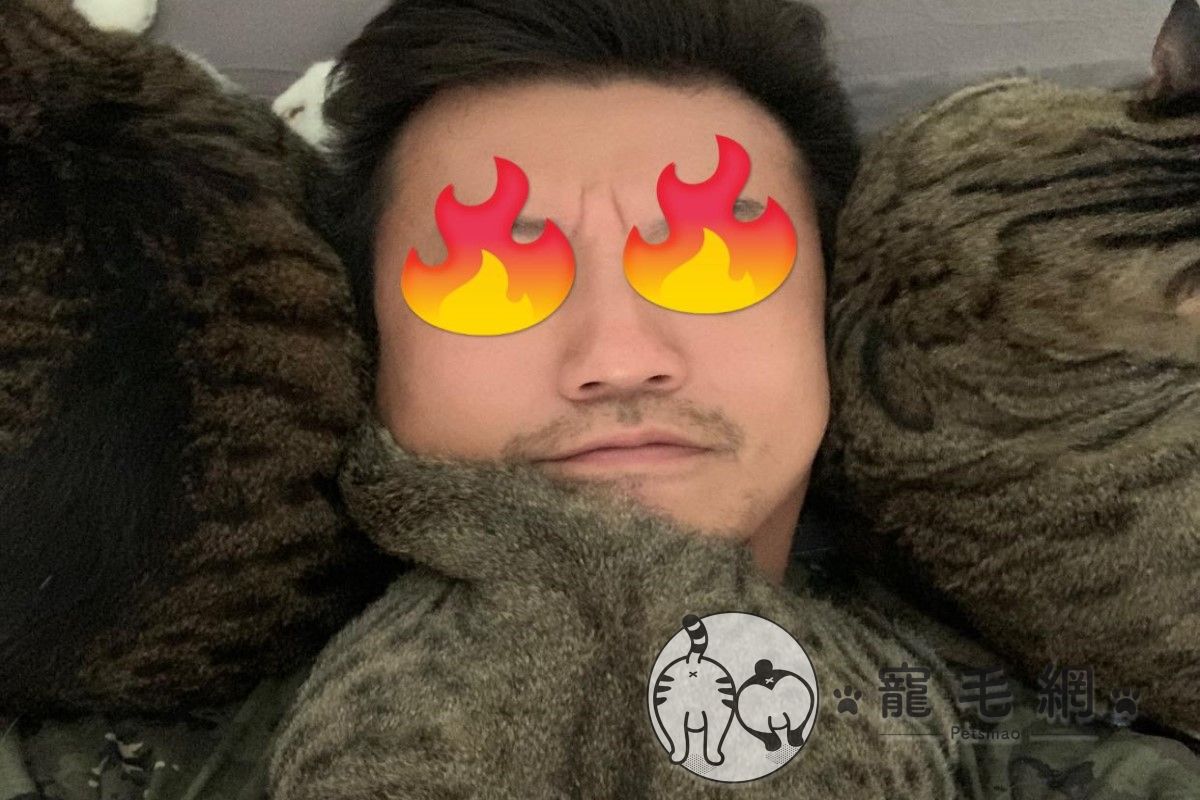 補教老師劉炘日前午睡時被三隻虎斑貓圍繞（圖／網友劉炘授權提供）