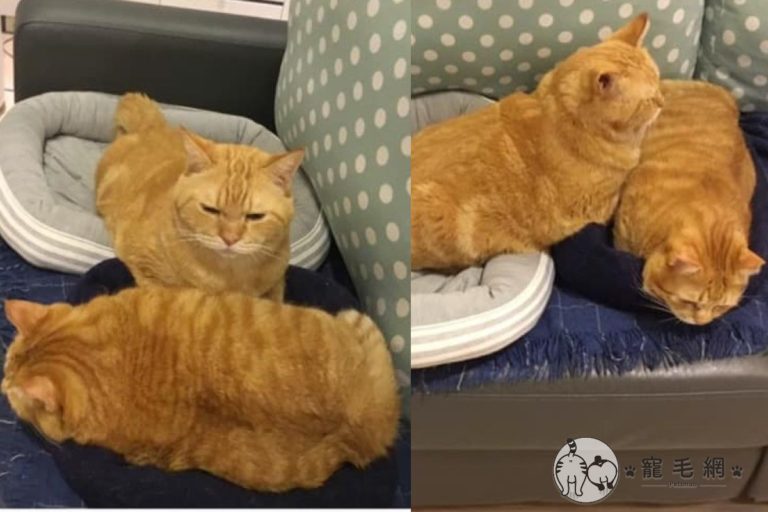 橘貓手藏弟弟肥肚當暖暖包　媽畫「示意圖」網笑：是雞排！
