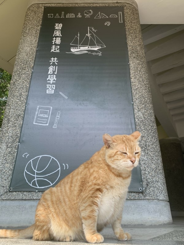 影／碧華國中新任「副校長」是隻橘貓？校長：牠負責賣萌！
