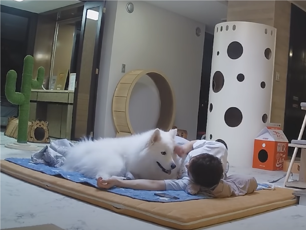 來去寵物房睡一晚，原來貓貓狗狗睡前都在做這些事！（圖／Instagram＠밀키복이탄이MilkyBokiTan）