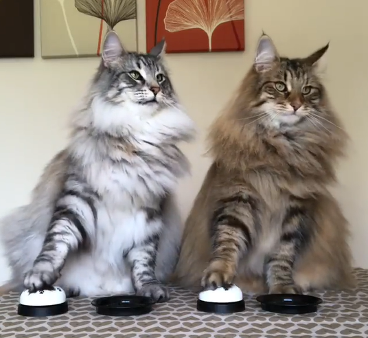 甚至有時兩貓都等不及，同時按鈴：人類！動作快一點啊！（圖／Instagram@bear.milo）