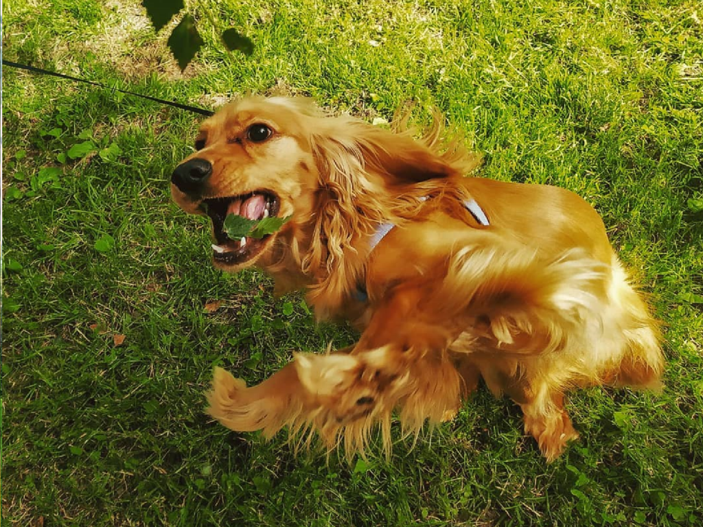 興奮狗狗使勁跳，長毛隨風飄飄飄！（圖／Instagram＠ohjuliet_and_loki）