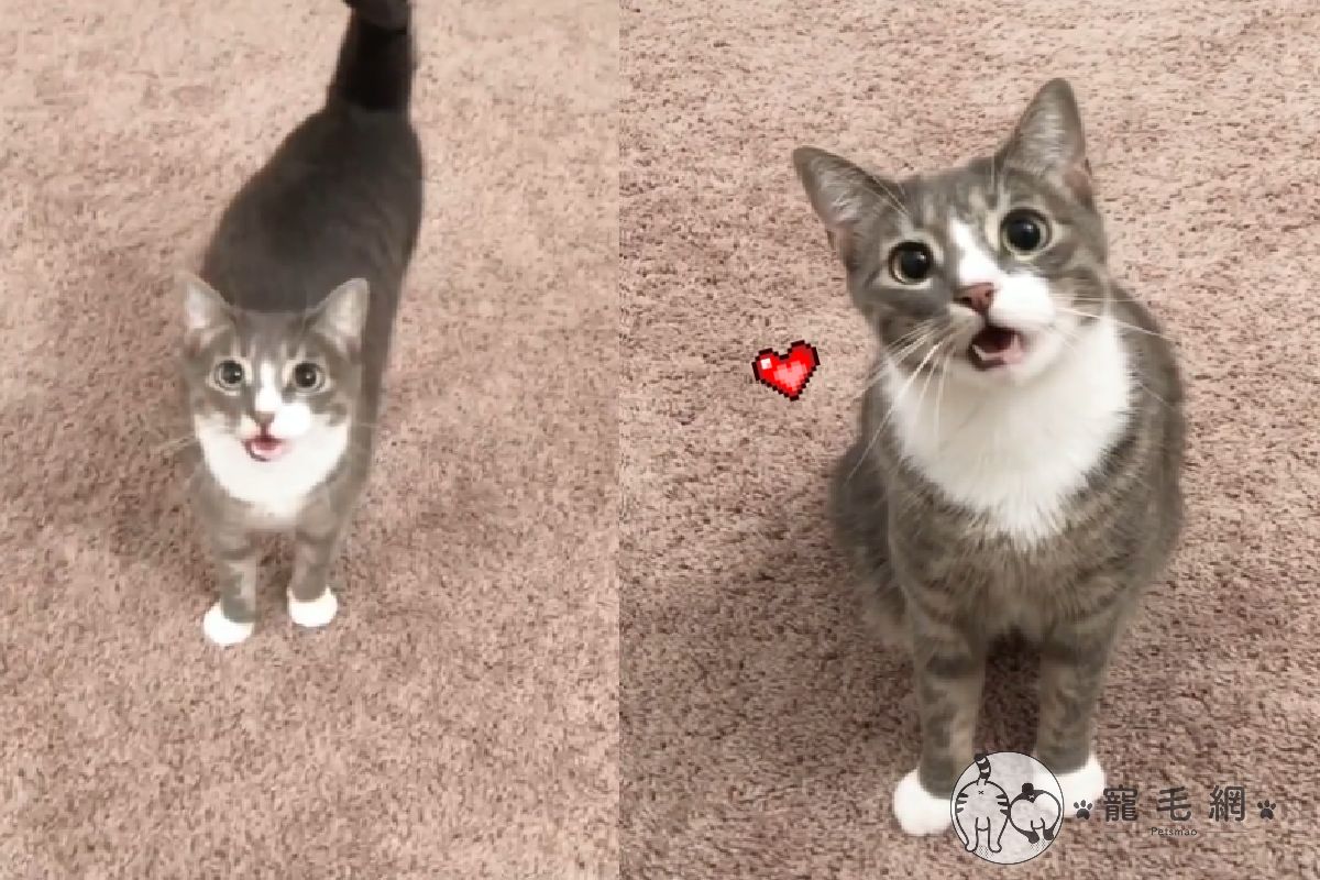 主人一進房，「催飯仔貓貓」睜大萌眼步步逼近（圖／Instagram＠kaka_la_meow）