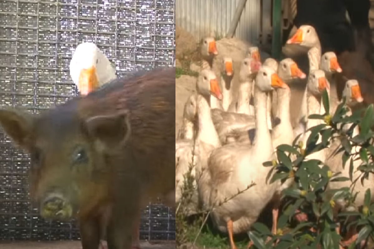 毛色不同被排擠，小豬反被白鵝大軍接納、保護。（圖／Youtube＠Kritter Klub）