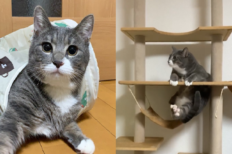 小胖胖跳階梯，貓手一撐卡空中（圖／Instagram＠chunstagram41）