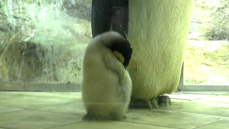 企鵝寶寶飽餐一頓後濃濃睡意襲來　站著「瘋狂度估」