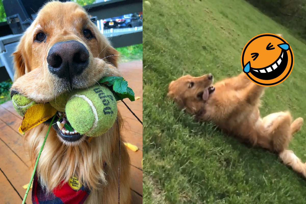 金金翻肚高舉球球，自己玩接拋！（圖／Instagram＠finnyboymolloy）