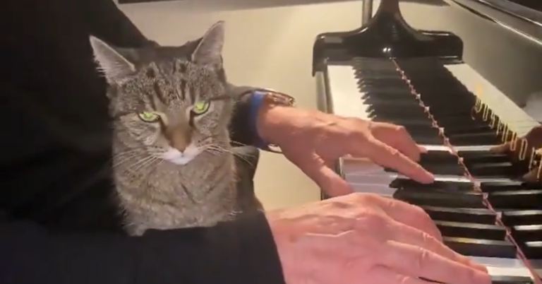 安東尼霍普金斯樂當「貓奴」　擁牠入懷彈琴給愛貓聽