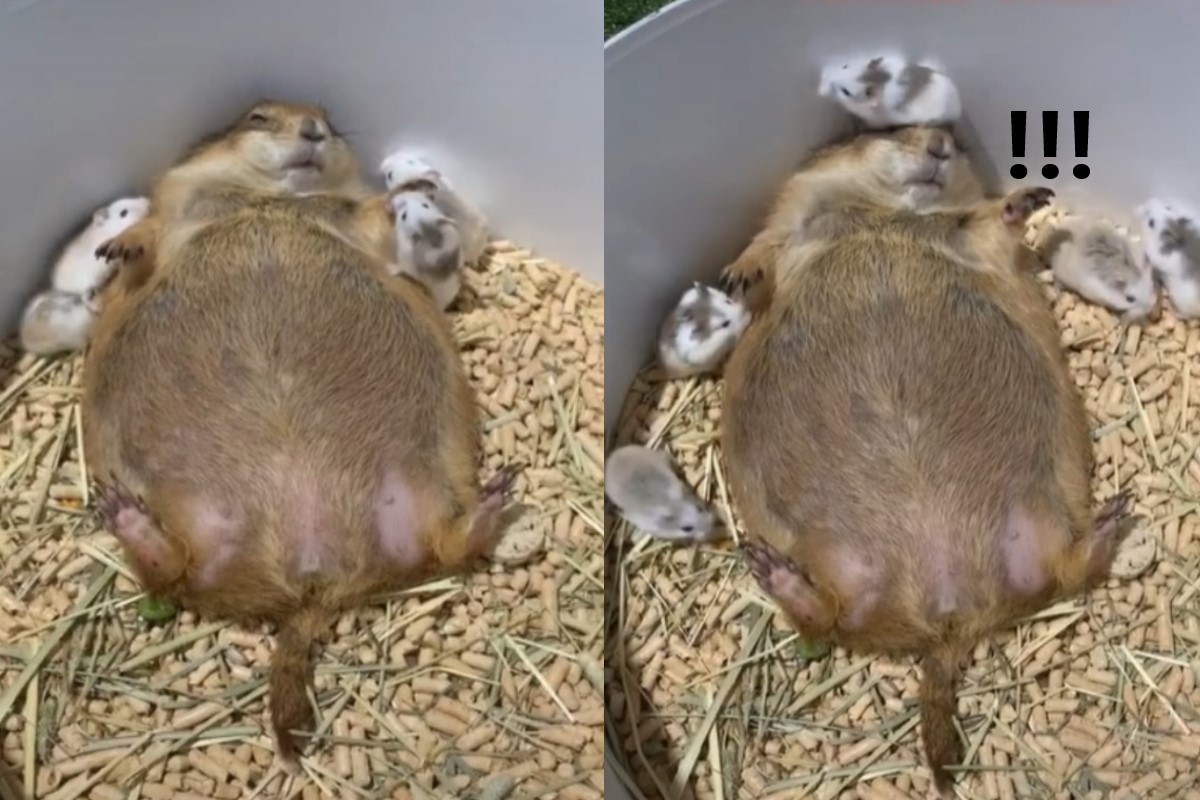 土撥鼠被一群小倉鼠打斷睡覺時光（圖／Tik tok@moo_fon_fon）
