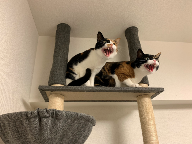 當主人打開吸塵器打掃，兩隻萌貓突然變臉「露齒嘶叫」。（圖／Twitter@monakanko）