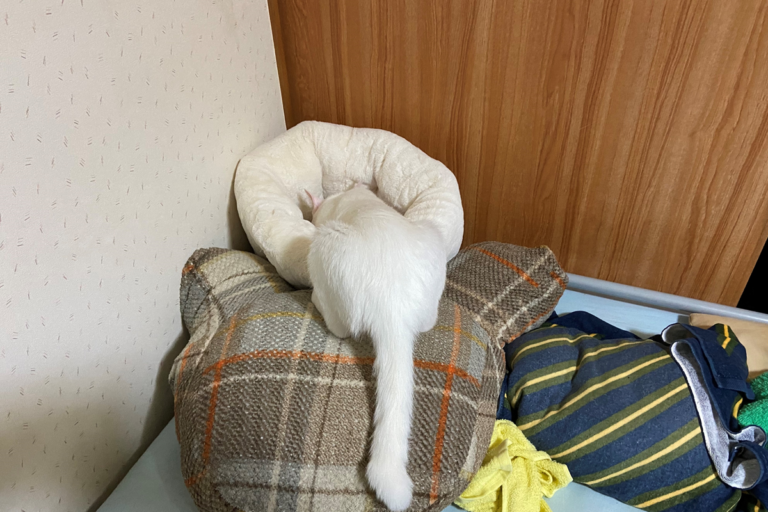 一隻白貓鑽進窩裡睡覺，沒想到竟完美融入白色的窩！（圖／Twitter@dolf777）