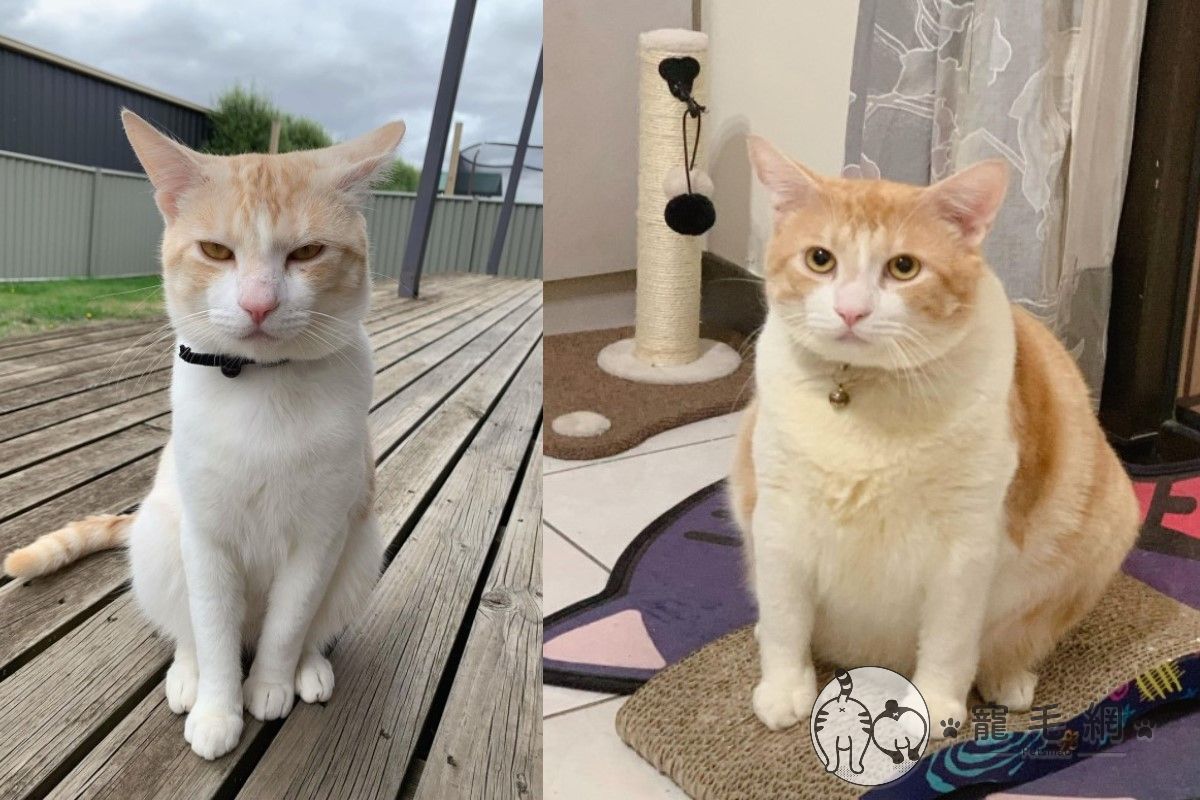 網友分享自家貓咪回台前後的對比照，讓許多網友懷疑真的是同一隻貓嗎？（圖／網友Mia Kuo授權提供）