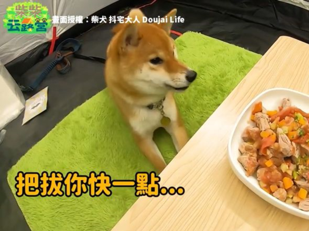 抖宅柴犬肚子餓凍未條，狂流口水邊頂嘴（圖／柴犬 抖宅大人 Doujai Life 授權）