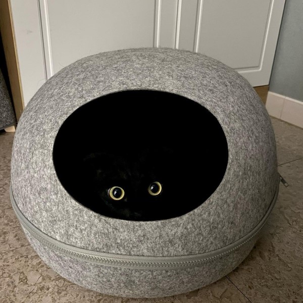黑貓與睡窩融為一體眼睛在洞裡「飄移」：穿隱形斗篷？