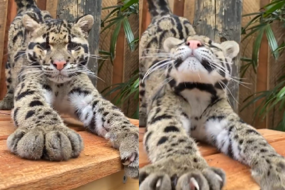 雲豹伸懶腰，爪爪超近距離「開合收縮」超可愛！（圖／Instagram＠wildcatcentre）