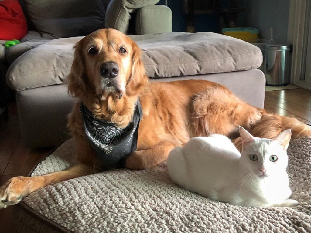 被黃金獵犬照顧長大的白貓，個性非常像狗狗（圖／IG@bradyandtuukka）