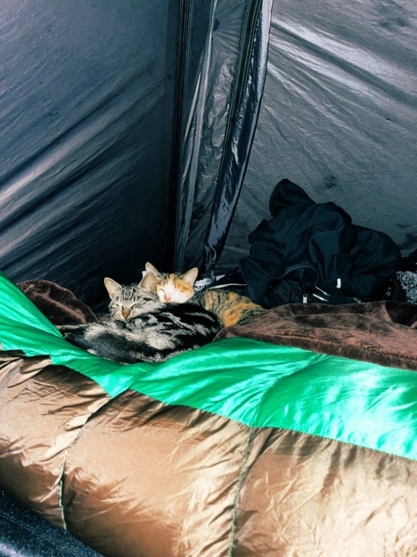 露營睡到一半驚覺腳很沉重　下一秒果然拍到「超毛身影」！