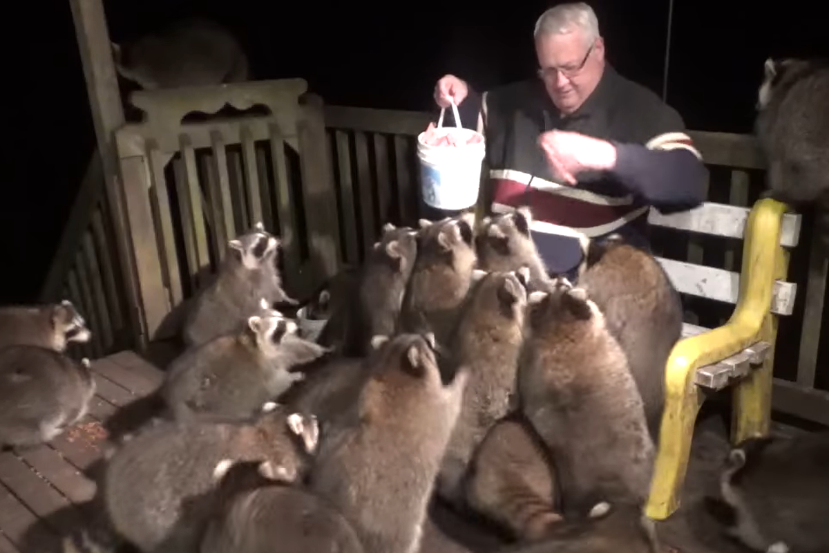 一名老伯家門口出現一大群「肥嘟嘟蒙面客」（圖／YouTube@James Blackwood – Raccoon Whisperer）