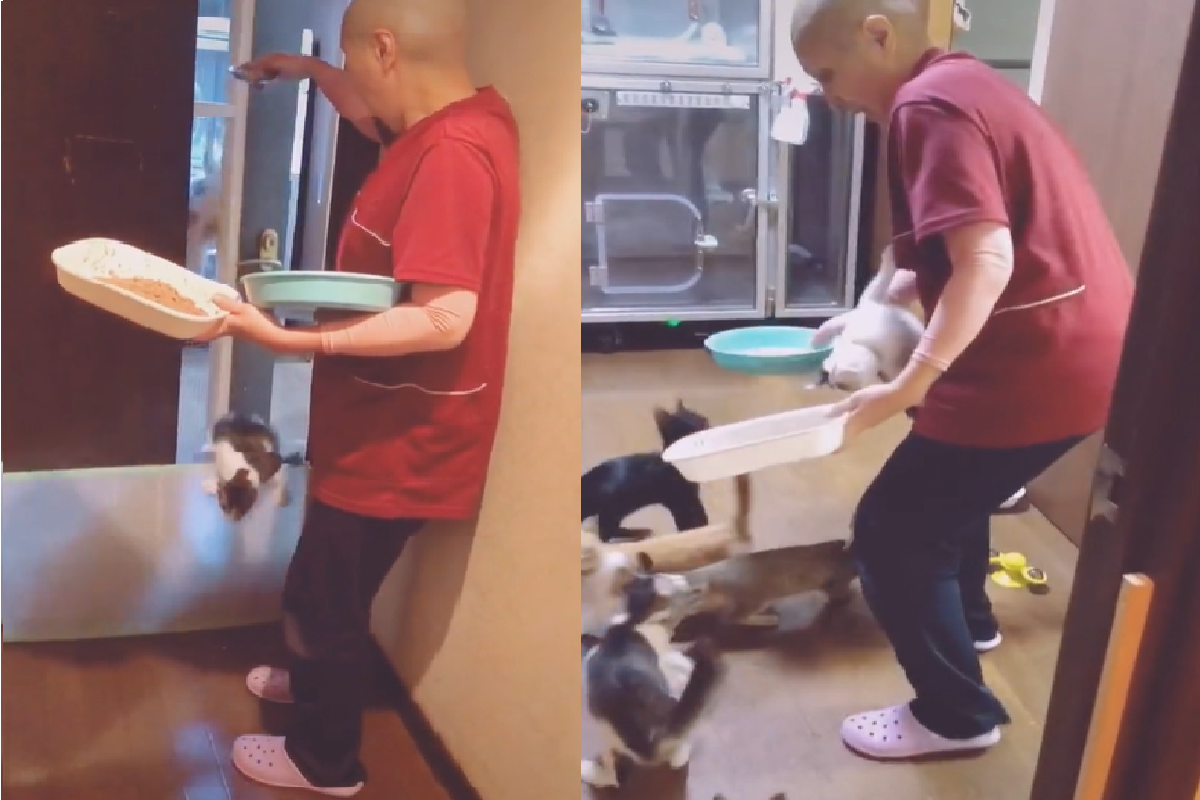 飯飯還沒放下，「餓貓」們跳攔爬高樣樣來！（圖／TiKTok＠hidamari_cat55）