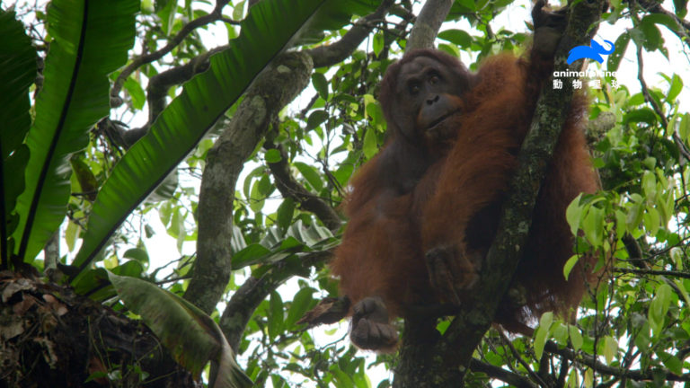 影后茱蒂丹契深入原始熱帶雨林　造訪紅毛猩猩的家園