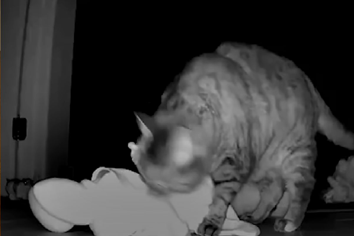 貓貓「禮物送上癮」，主人每天開房門都有新的驚喜！（圖／Youtube＠The Dodo）