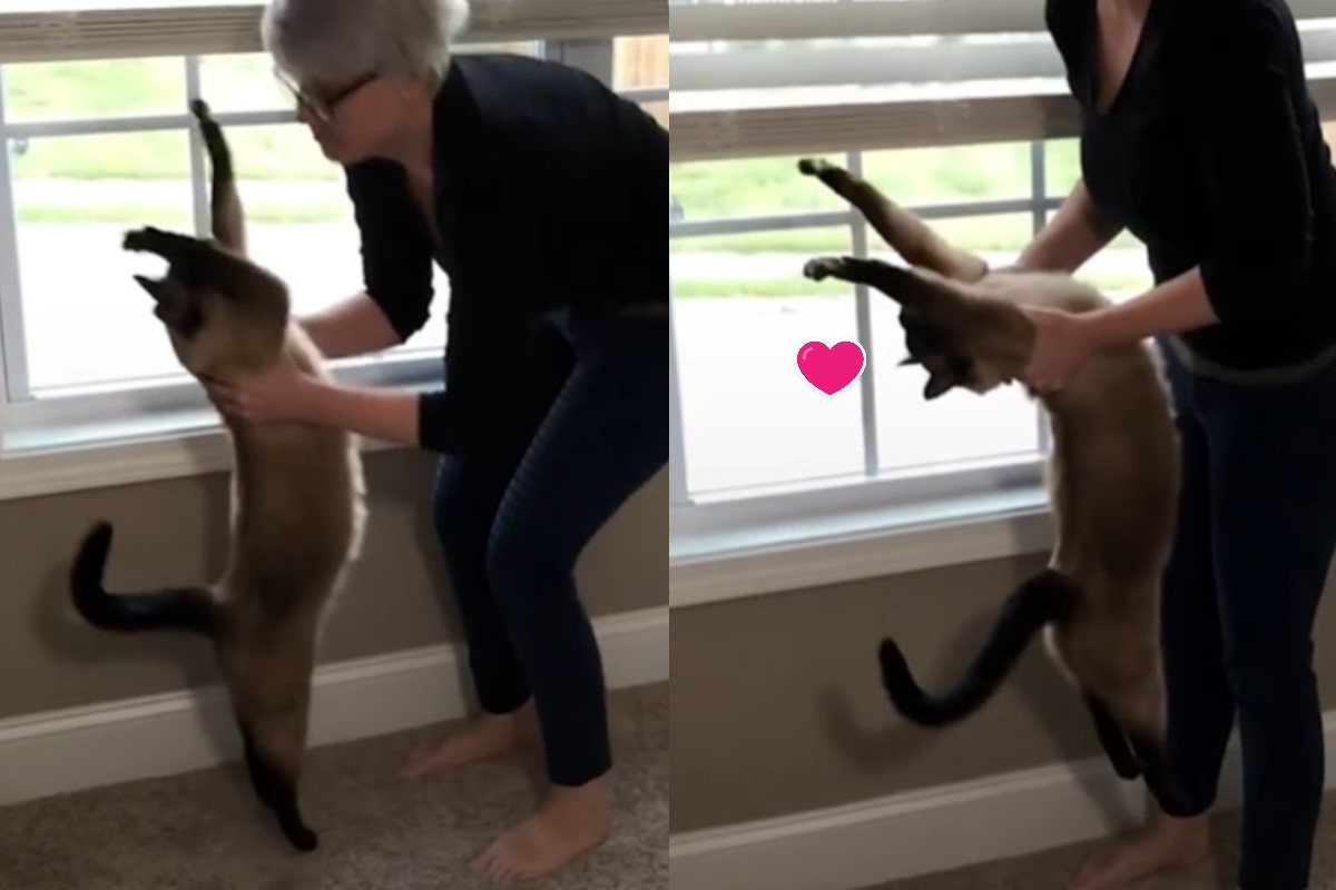 暹羅貓「Zuko祖科」有抱抱時一定會「萬歲」（圖／翻攝自Youtube@The Dodo）