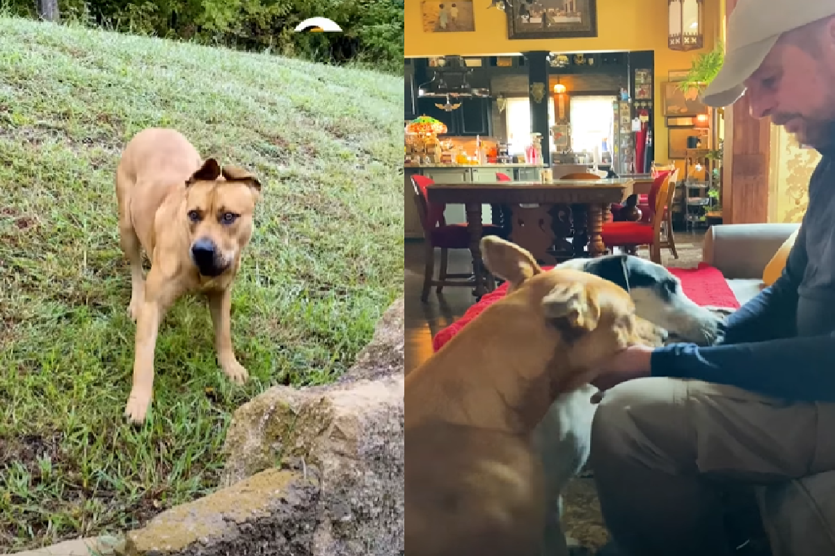 花了一年，膽小浪浪終於「放下戒心」進入家門！（圖／Facebook@The Dodo）