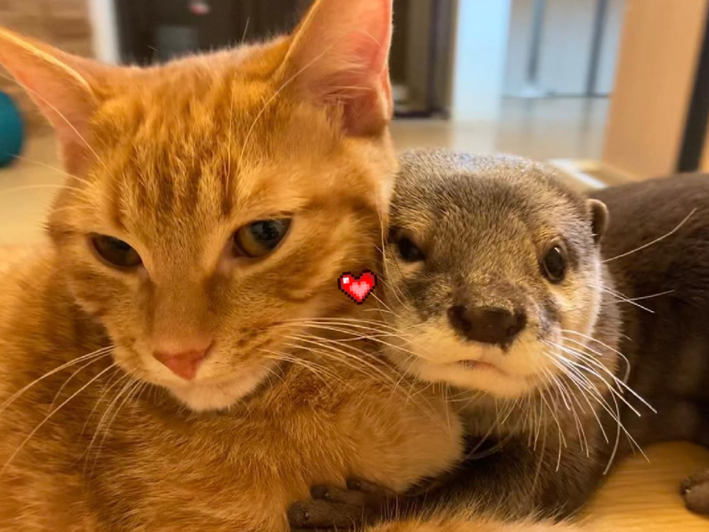 最愛的貓貓不見了！水獺好著急！（圖／Youtube＠ma ko）