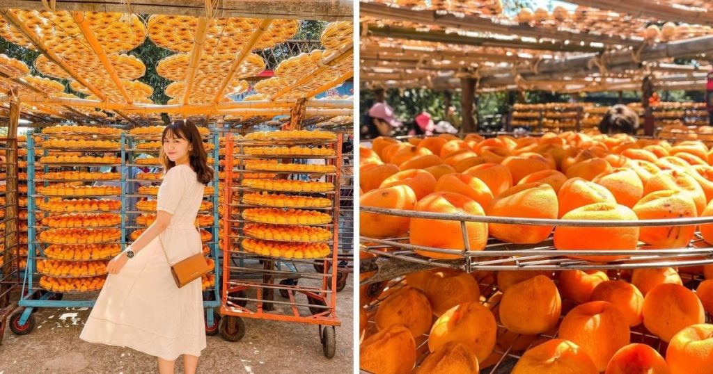 ▲盛產柿子的新竹新埔有不少觀光農場會開放民眾前往拍照、品嘗香甜的柿子。| Many leisure farms in Xinpu, Hsinchu, where persimmons are produced, are open to the public to take photos and taste the sweet persimmons. (Courtesy of @1000cc_ig/Instagram)