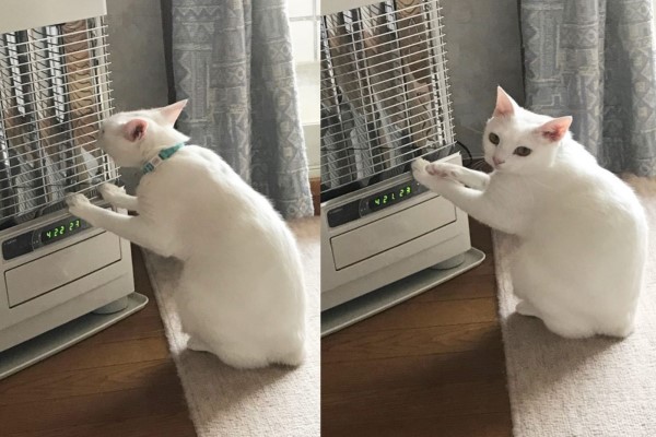白貓站暖爐前「少女的祈禱」　回頭盯奴才：本喵冷了！