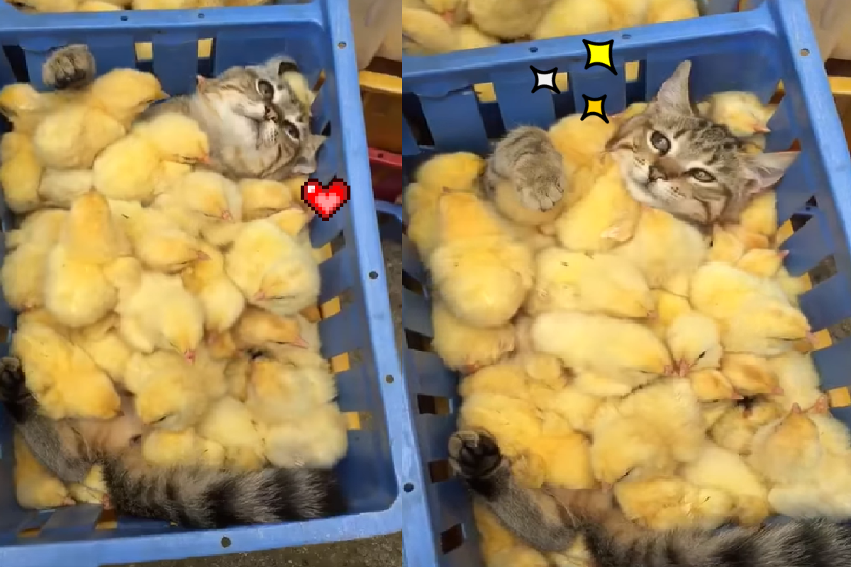 毛茸茸天國！貓貓翻肚爽躺「小雞被單」！（圖／Facebook＠Raj Wahid Murad）