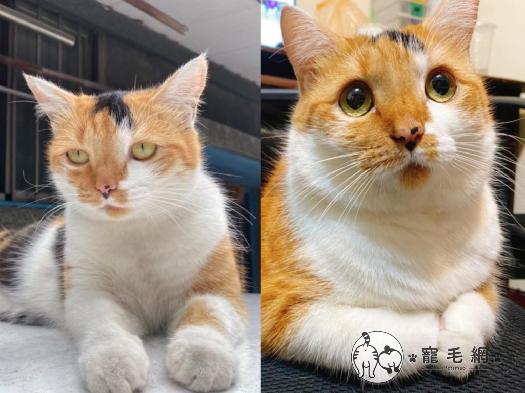 三花貓「酥酥」收編前後只差3個月，臉型與眼神都不一樣了（圖／IG@susucat.ss授權提供）