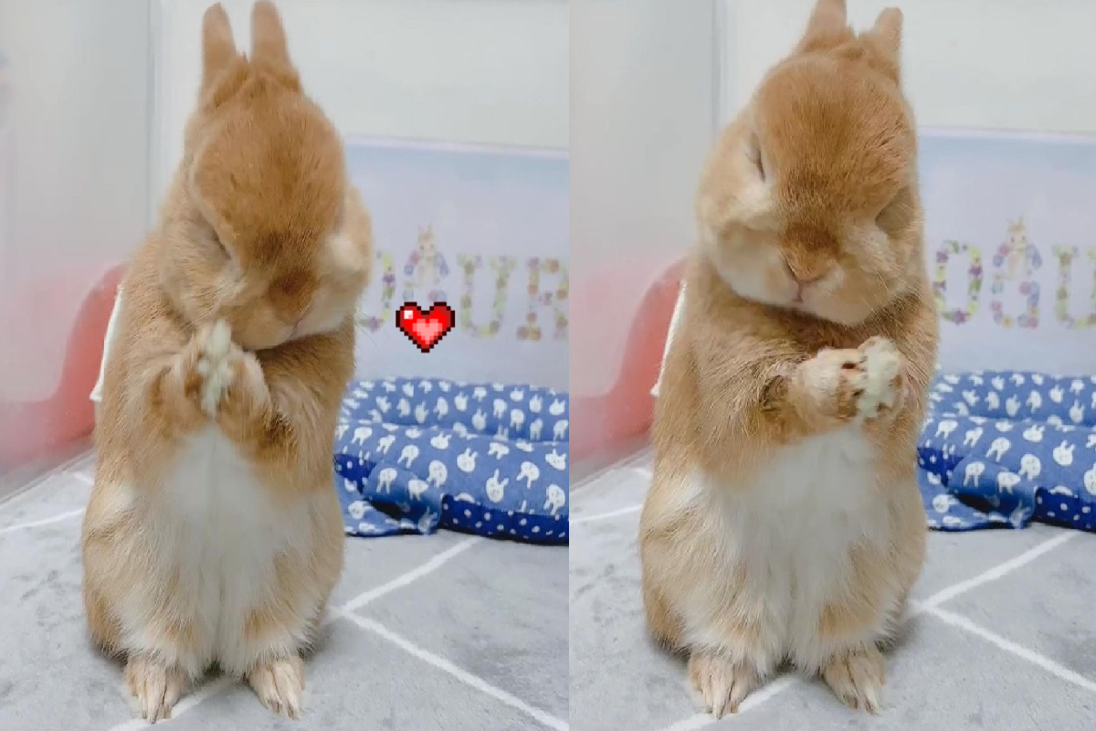 像顆毛茸茸的「黑糖麻糬」，萌兔療癒搓臉臉！（圖／Instagram＠dango_212）