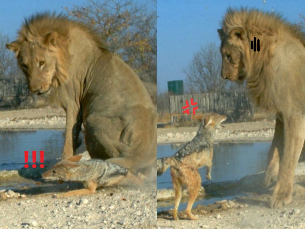 公獅不小心「坐」在胡狼身上，引起牠非常不滿拼命回嗆（圖／orc.com.na）