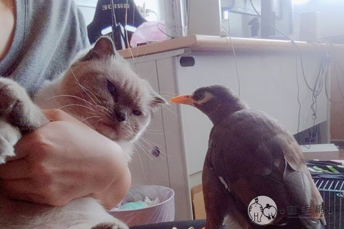 當主人將愛貓抱在懷裡，竟讓八哥醋勁大發！（圖／網友Wanhua Huang授權）