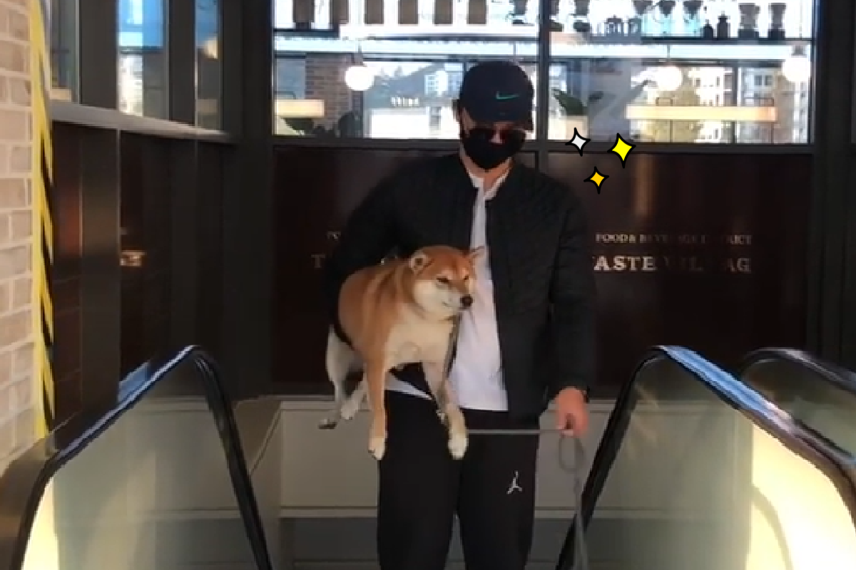 柴柴害怕發抖，主人黑衣黑褲霸氣護送：我們走！（圖／Instagram@shiba_dongmyoung）