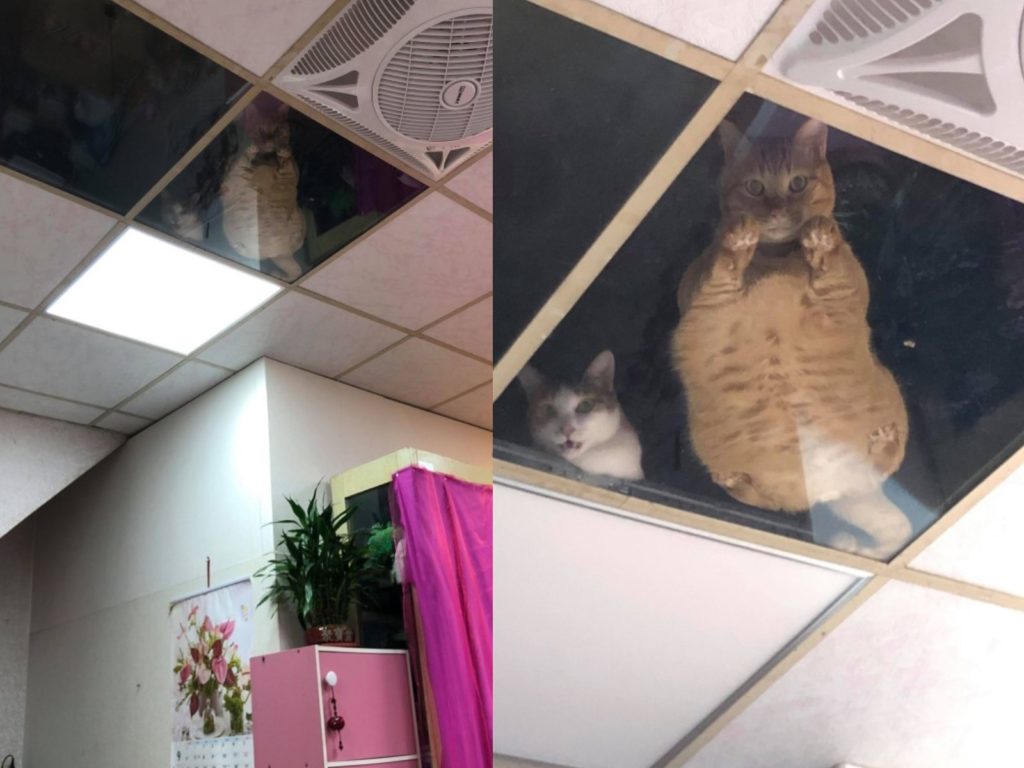 網友葉小姐開店時，一抬頭就發現貓咪的「恐怖逼視」（圖／網友葉小婷授權提供）