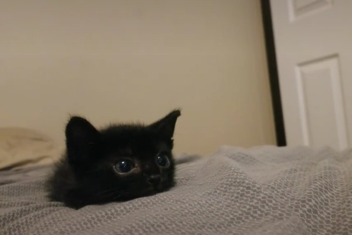 小黑貓看到主人逗弄突然玩心大起！（圖／Tik Tok＠meowzer3）