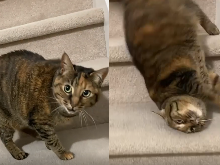 國外一隻虎斑貓，以獨特的翻滾特技下樓梯，讓人瞠目結舌！（圖／IG@rolyposey）