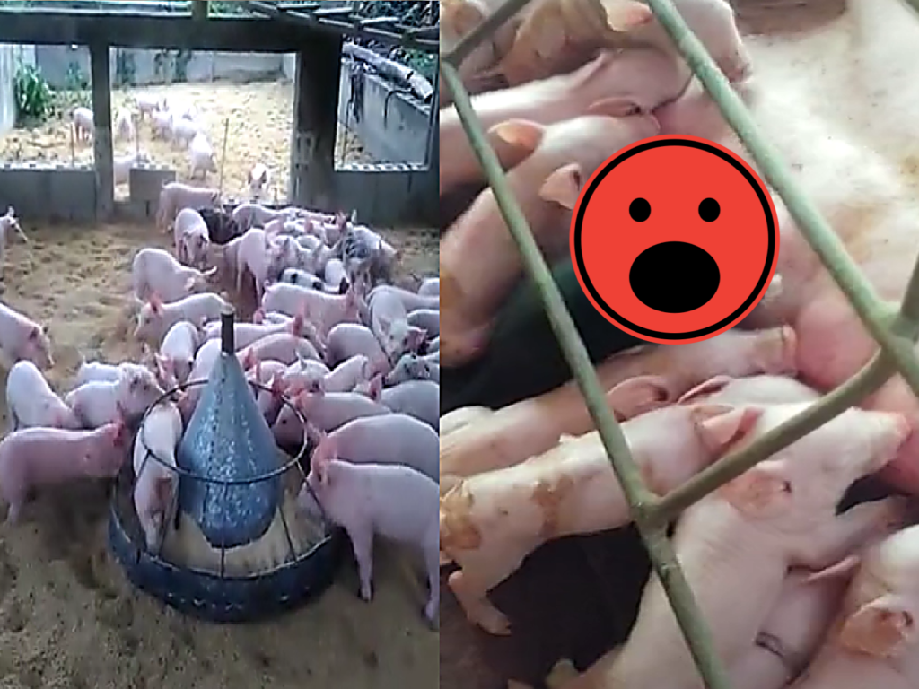 豬媽媽辛勤哺乳中，竟有一隻「黑色小毛怪」偷混進來！（圖／TiKTok＠micampord）