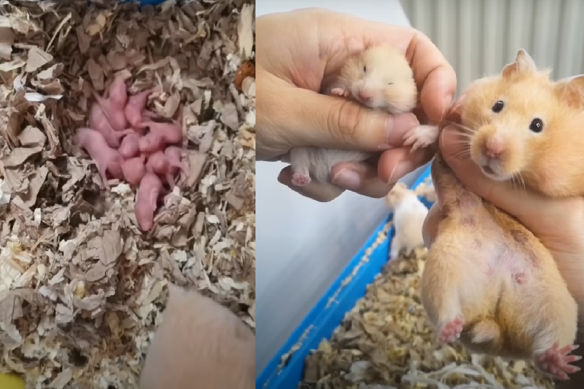 30天成長全紀錄，「裸膚小肉球」漸漸長成毛毛小萌鼠！（圖／Youtube＠KumaQQ）