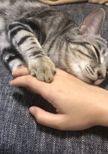貓貓抱著主人的手睡得正開心（圖／TiKTok@kohasaoka）