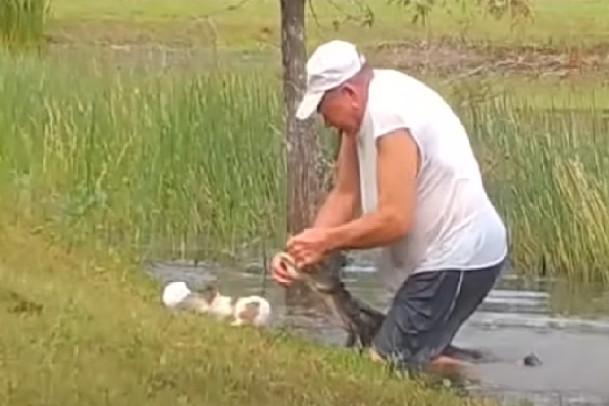 愛犬被鱷魚咬住，主人大爆青筋掰開鱷魚嘴救狗狗（圖／Youtube＠ABC7 News Bay Area）