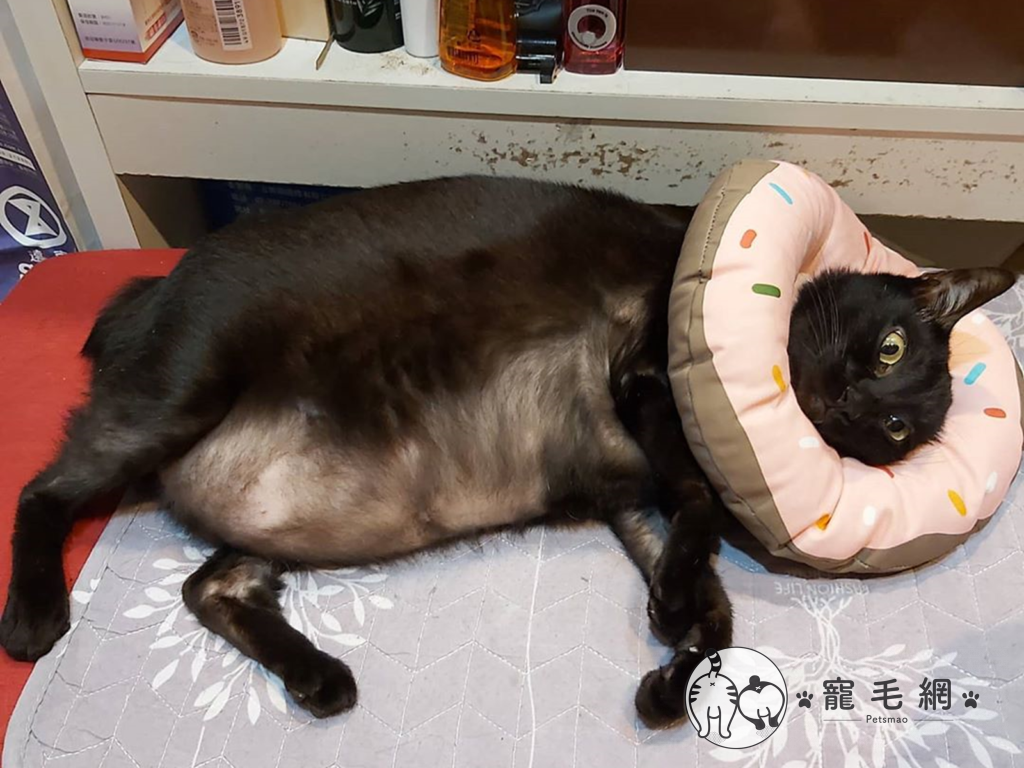 還以為黑色顯瘦？這隻黑貓側躺肥肉溢出來！（圖／IG@meow.a.kuei授權）