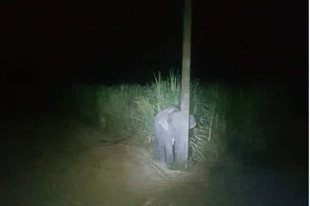 根據網友所述，當小象感知到人類要靠近牠，牠立刻尋找可以藏身的地方，最後牠看到電線杆，就走過去蹲在電線杆後面。（圖／民族報）