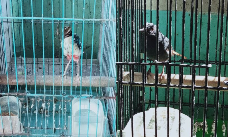 南檢破獲野生動物盜賣集團 主嫌遭羈押