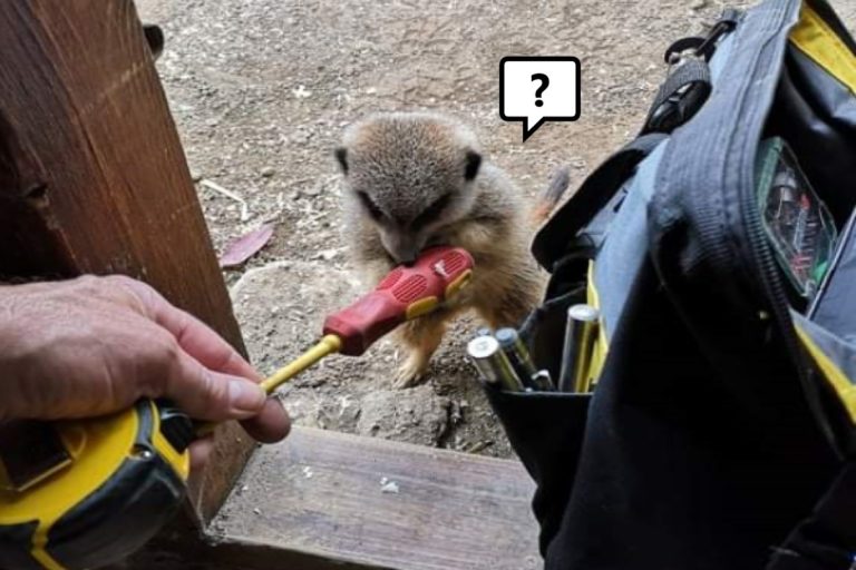 國外一名水電工父親到動物園工作時，遇見狐獴好奇「幫忙」（圖／twitter@doodlingglass）