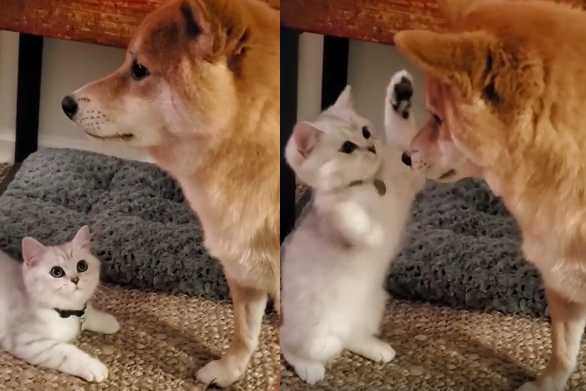 國外一隻小萌貓突然使出「喵掌連環擊」，柴柴臉被打好幾掌！（圖／IG＠shiba.cairo）