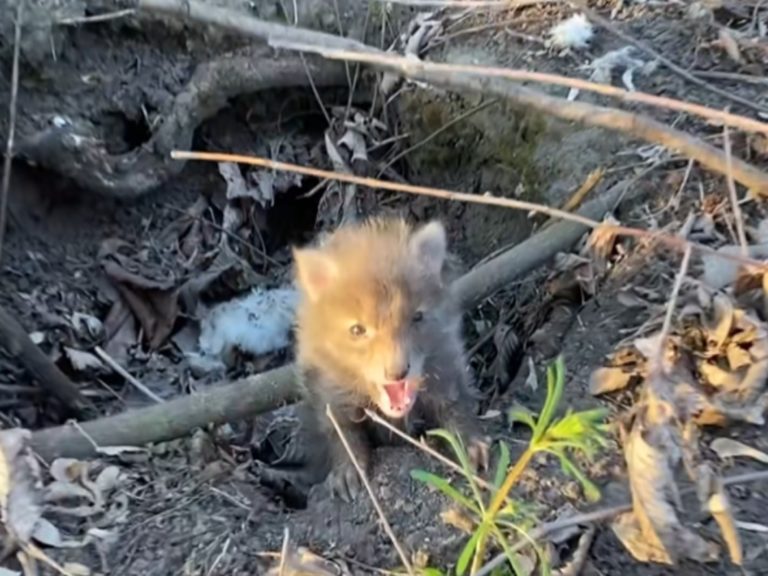 國外一對民眾在樹林發現一隻受困的狐狸寶寶（圖／翻攝自Youtube@Rescue Animals）